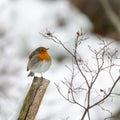 Closeup shot of a European robin sitting on a tree branch Royalty Free Stock Photo
