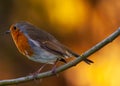 Closeup shot of a European robin sitting on a tree branch with blurred background Royalty Free Stock Photo