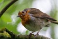 Closeup shot of a European robin (Erithacus rubecula) perched on a tree branch Royalty Free Stock Photo