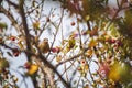 Closeup shot of a European serin bird perched on a branch behind the red berries