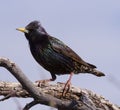 Closeup shot of a European Starling (Sturnus vulgaris) perched on a tree branch Royalty Free Stock Photo