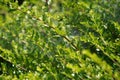 Closeup shot of evergreen Buxus colchica (syn. B. hyrcana) shrub