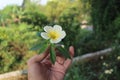 Closeup shot of an Evergreen rose in a human hand under the sunlight Royalty Free Stock Photo