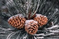 Closeup shot of an evergreen tree branch with snowy pinecones