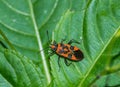 Closeup shot of an exotic beetle sitting on the surface of a leaf