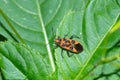 Closeup shot of an exotic beetle sitting on the surface of a tree