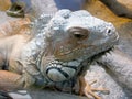 Closeup shot of an exotic iguana in an aquarium