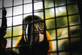 Closeup shot of an exotic orange blue macaw bird in a cage Royalty Free Stock Photo