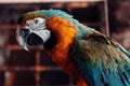 Closeup shot of an exotic orange blue macaw bird in a cage Royalty Free Stock Photo