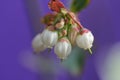 Closeup shot of exquisite Pacific Bleeding heart flower full of antioxidants. Good for your health Royalty Free Stock Photo