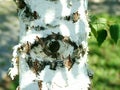 Closeup shot of an eye in a birch tree Royalty Free Stock Photo