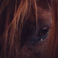 Closeup shot of the eye of a brown horse Royalty Free Stock Photo