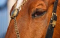 Closeup shot of the eye of the brown horse Royalty Free Stock Photo