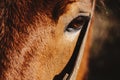 Closeup shot of an eye of a brown horse under the sunlight Royalty Free Stock Photo