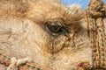 Closeup shot of the eye of a camel in a desert Royalty Free Stock Photo