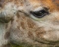 Closeup shot of the eye of a giraffe under the sunlight at daytime Royalty Free Stock Photo