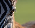 Closeup shot of the eye of a zebra under the sunlight at daytime with a blurry background
