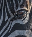 Closeup shot of the eyes of a zebra under the sunlight at daytime