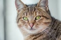 Closeup shot of the face of a beautiful cat with green eyes on a blurry background Royalty Free Stock Photo