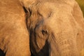 Closeup shot of the face of a muddy elephant in the African jungles Royalty Free Stock Photo