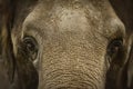 Closeup shot of the face of a muddy elephant Royalty Free Stock Photo