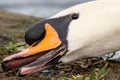 Closeup shot of the face of a mute swan eating wet grass at the lake shore Royalty Free Stock Photo