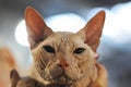 Closeup shot of the face of a Sphinx cat on blurred background