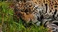 Closeup shot of the face of a tiger lying on the grass and looking at the camera Royalty Free Stock Photo