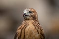 Closeup shot of a falcon with bits of meat stuck to its beak