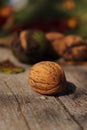 Closeup shot of fallen from the tree walnuts on the ground in a forest Royalty Free Stock Photo