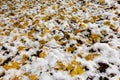 Closeup shot of fallen  yellow leaves covered with snow in the park on a cold winter day Royalty Free Stock Photo