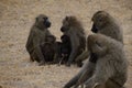 Closeup shot of a family of baboons in the Serengeti National Park in Tanzania