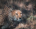 Closeup shot of a feisty African leopard in South African Savannah Royalty Free Stock Photo