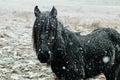 Closeup shot of a Fell Pony in a meadow during snowfall.