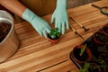 Closeup shot of female hands in protective gloves planting green seedling in small pot with dirt or soil Royalty Free Stock Photo