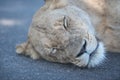 Closeup shot of a female lion sleeping on the ground Royalty Free Stock Photo