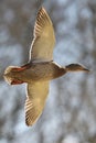 Closeup shot of a female mallard duck during flight Royalty Free Stock Photo