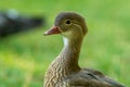 Closeup shot of a female mandarin duck Royalty Free Stock Photo