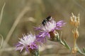 Closeup shot of a female Mediterranean wood-boring bee collecting pollen on a purple flower