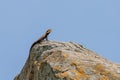 Closeup shot of a female peninsular rock agama perched on a rusted rook under a clear sky Royalty Free Stock Photo