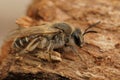 Closeup shot of a female red-belled mining bee on a wooden ground Royalty Free Stock Photo