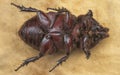 Closeup shot of female rhinoceros beetle Royalty Free Stock Photo