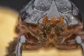 Closeup shot of female rhinoceros beetle Royalty Free Stock Photo