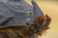 Closeup shot of female rhinoceros beetle Royalty Free Stock Photo