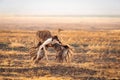 Closeup shot of a female Somali ostrich running in the valley in the Ngorongoro national park Royalty Free Stock Photo