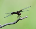 Closeup shot of a female Widow Skimmer (Libellula luctuosa) on a branch Royalty Free Stock Photo