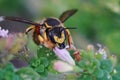 Closeup shot of a female of the yellow banded European wool carder bee, Anthidium manicatum, on a green leaf Royalty Free Stock Photo