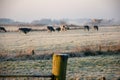 Closeup shot of a fence and cows a field