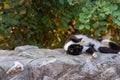 Closeup shot of a feral black-white cat laying on a stone wall under the tree