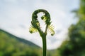 Closeup shot of a fiddlehead fern with a blurred background Royalty Free Stock Photo